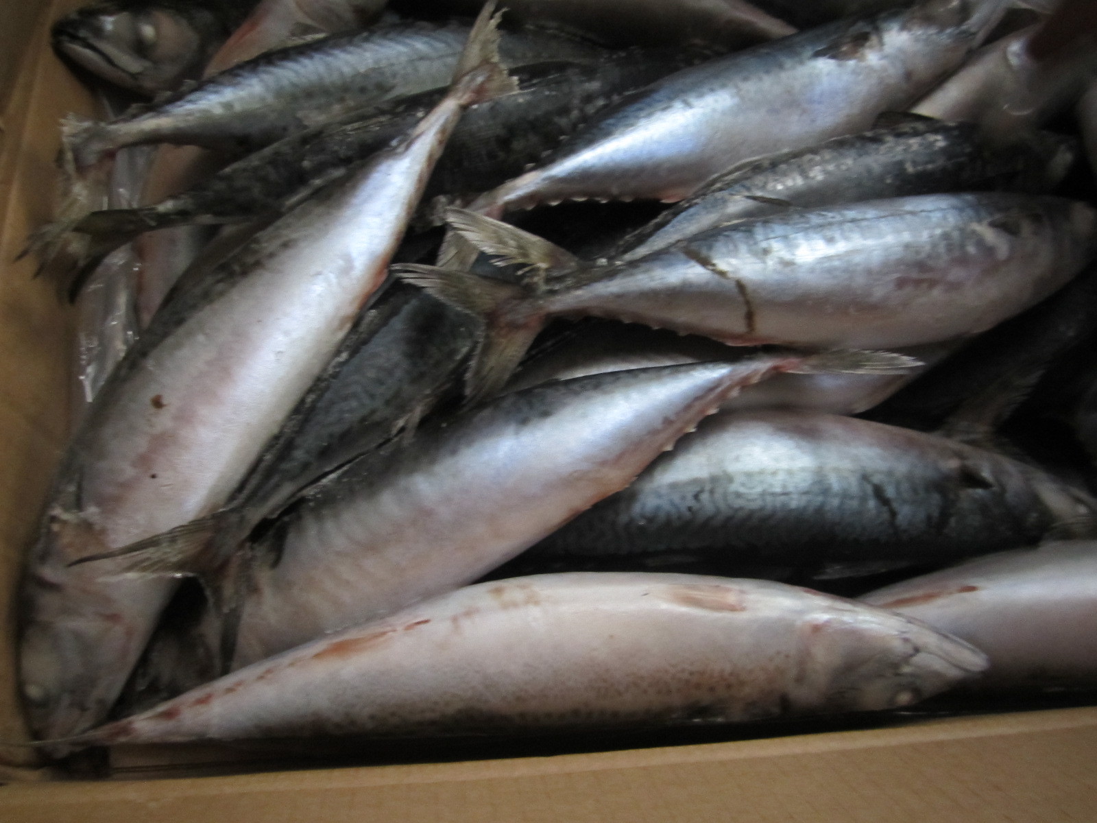 【圖】最新上市冷凍水產(chǎn)品 船凍青占魚 青占魚_冷凍粗加工.