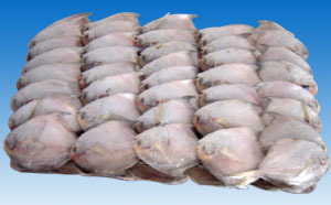 帶魚;鯧魚;小黃魚;鲅魚;馬面魚;三去馬面魚;蝦仁;南美白對(duì)蝦;鮐魚;刺鯧;_冷凍粗加工水產(chǎn)品 粗加工水產(chǎn)品 _中國 浙江 象山縣 石浦鎮(zhèn)水產(chǎn)品工業(yè)園區(qū)_象山宏海水產(chǎn)食品_