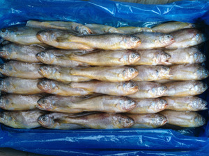 【山東小黃魚】山東小黃魚價(jià)格/圖片_山東小黃魚批發(fā)/采購_山東小黃魚廠家/供應(yīng)商