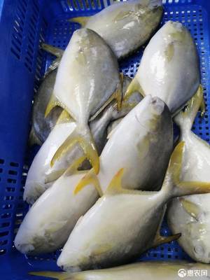 [金鯧魚凍金鯧魚 金鯧魚原全整條冷凍水產(chǎn)海鮮食品類加工經(jīng)銷批發(fā)價(jià)格廣價(jià)格280元/箱