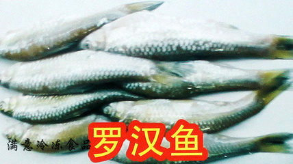 【專業(yè)批發(fā) 純天然 美味 綠島食品 羅漢魚】?jī)r(jià)格,廠家,圖片,鮮活/冷凍水產(chǎn),蘇州市相城區(qū)黃橋洪潤(rùn)滿意冷凍食品加工廠-